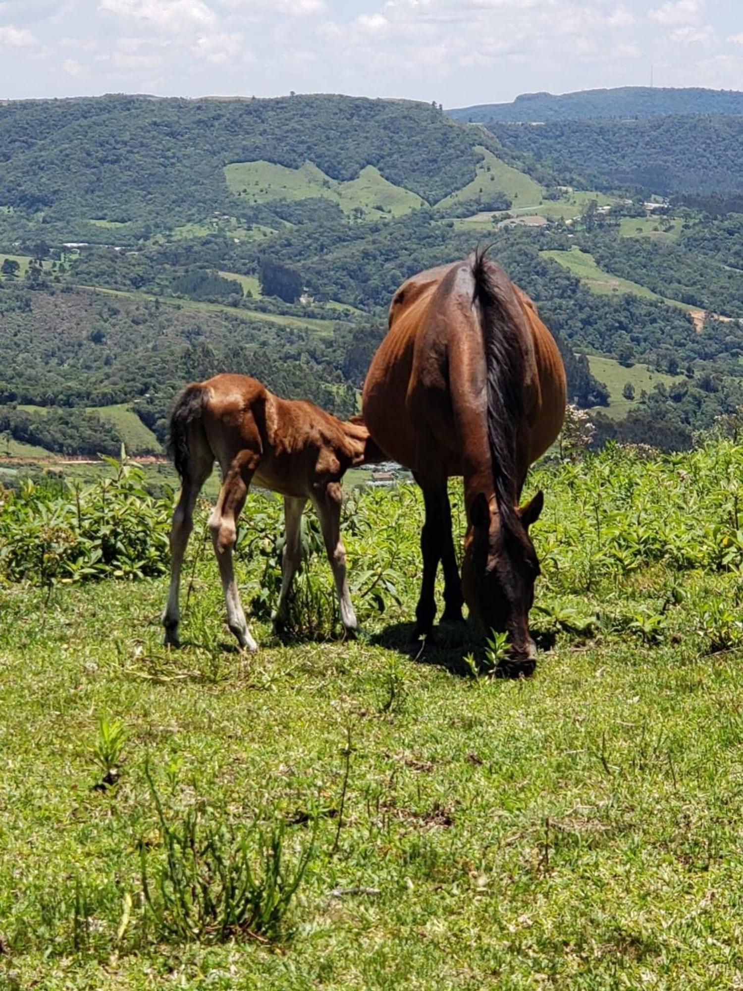Willa Rancho Sol Poente - Rancho Queimado - Sc Zewnętrze zdjęcie